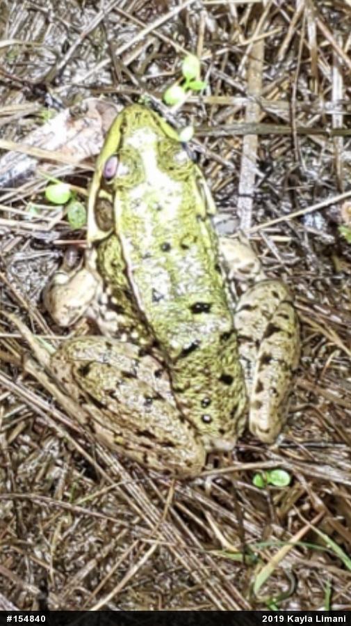Green Frog