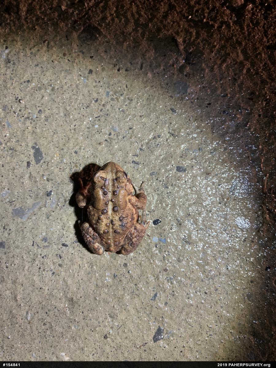Eastern American Toad