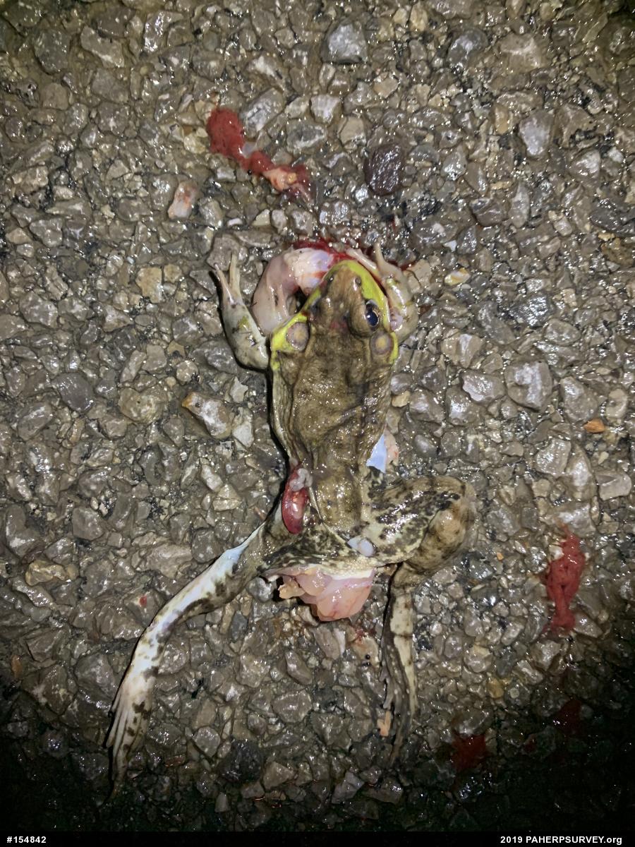 Green Frog