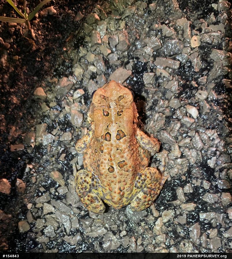Eastern American Toad