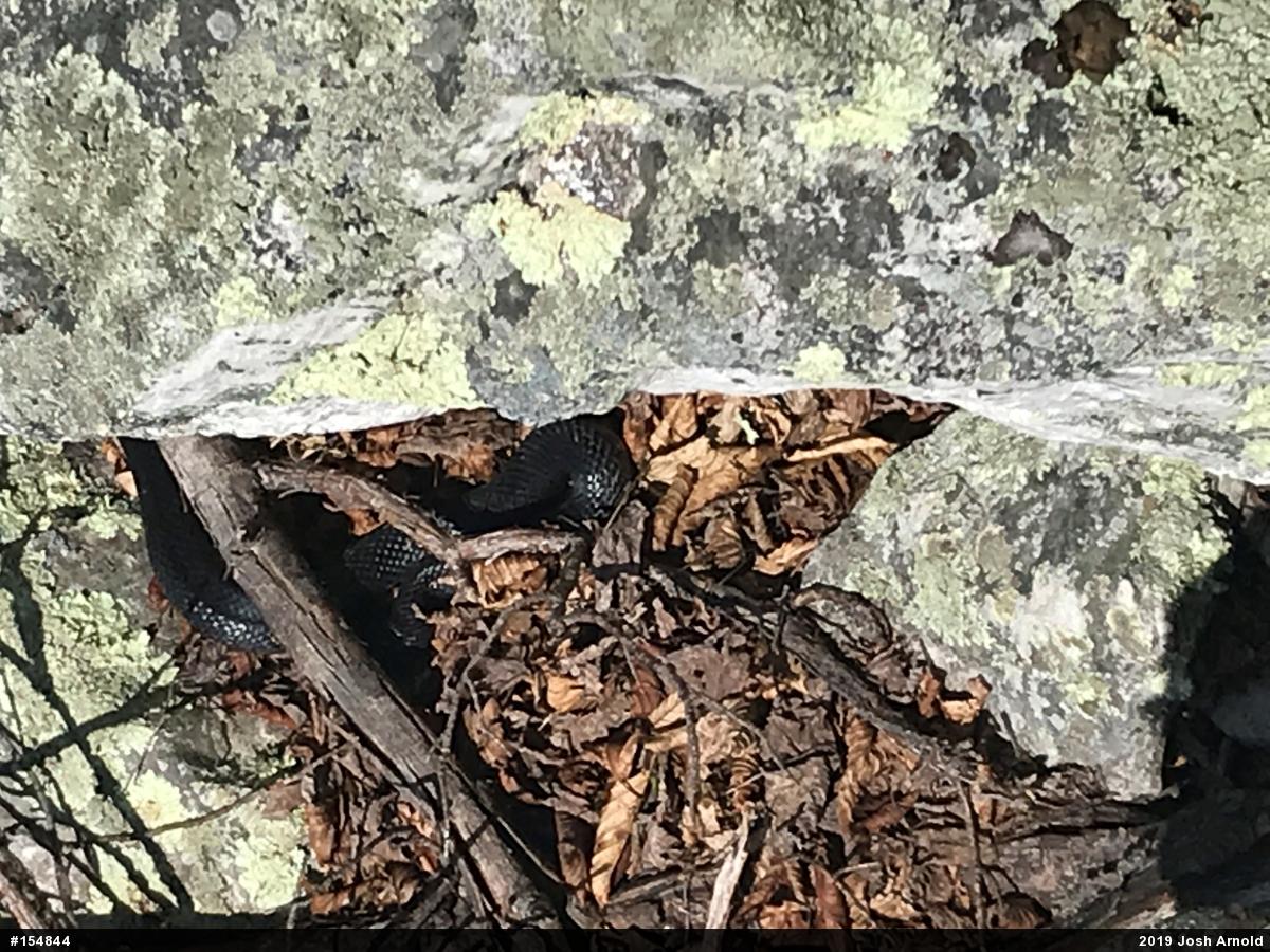 Eastern Ratsnake