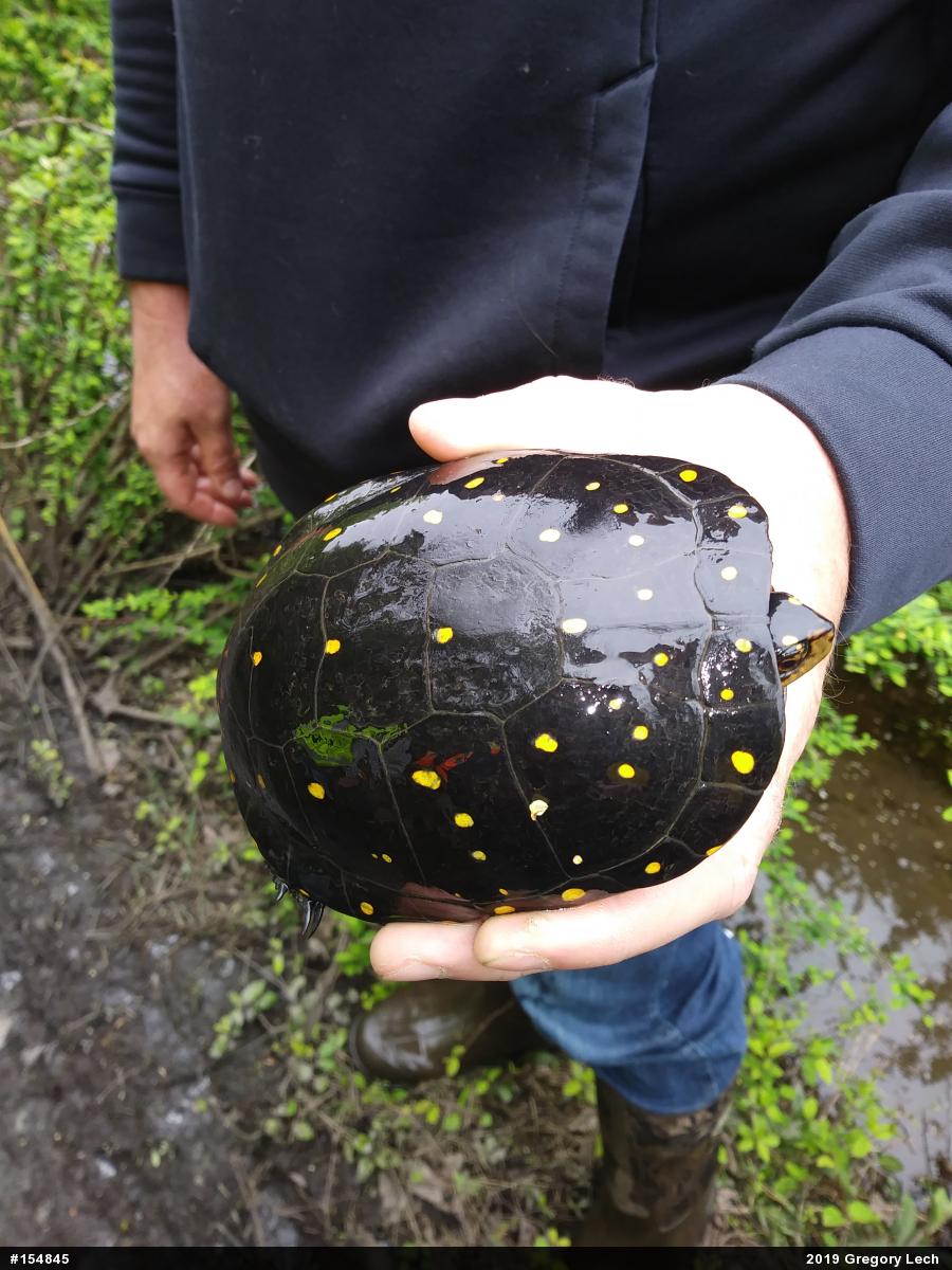 Spotted Turtle