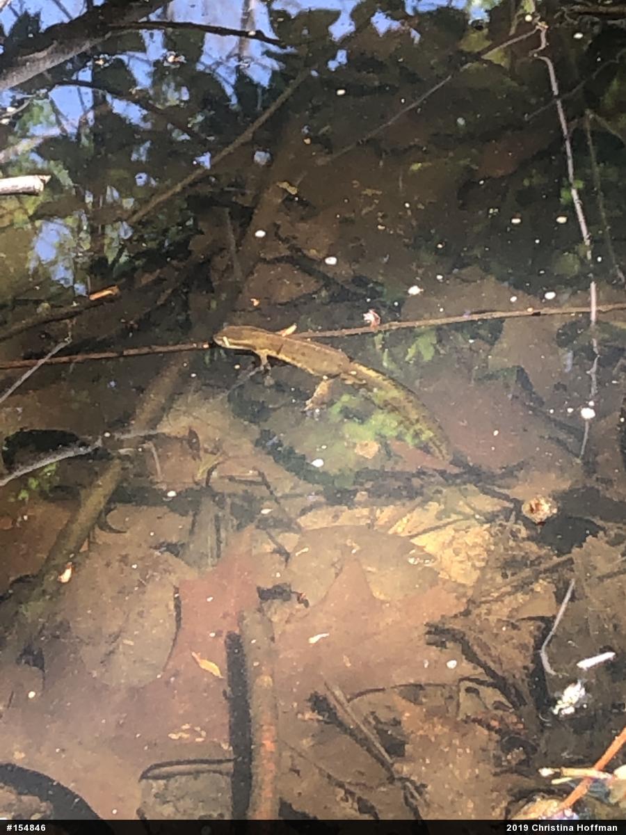 Red-spotted Newt