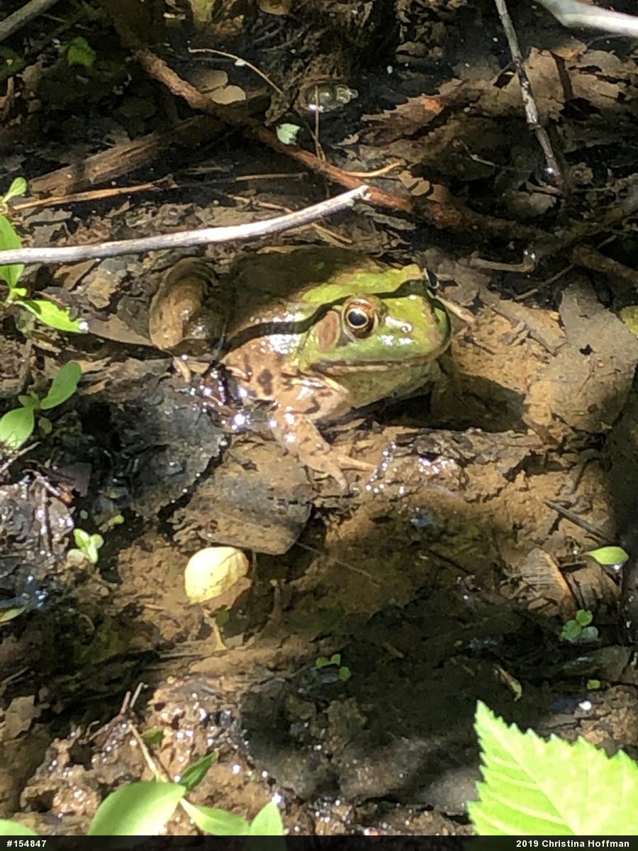 Green Frog