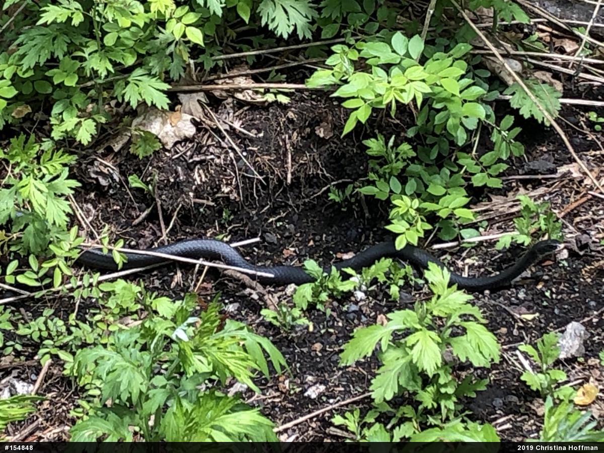 Northern Black Racer
