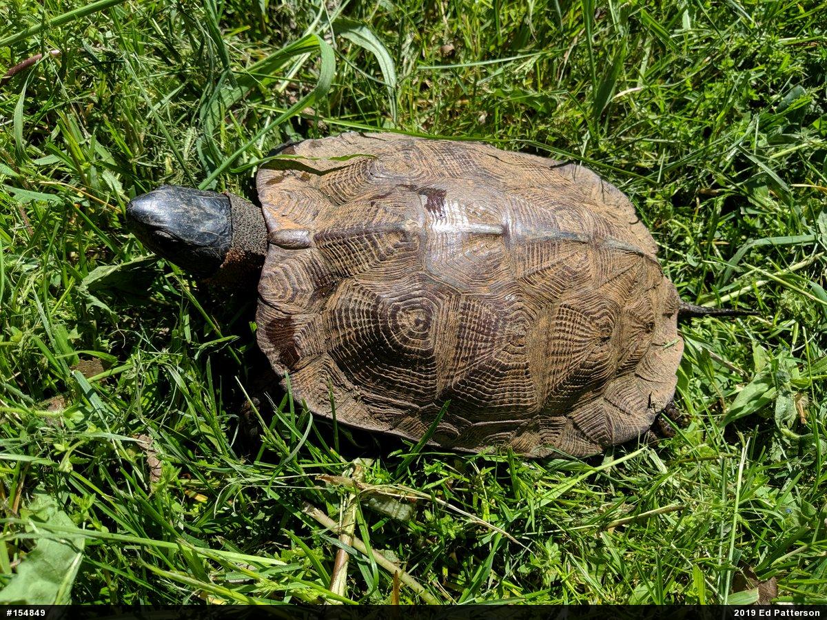 Wood Turtle