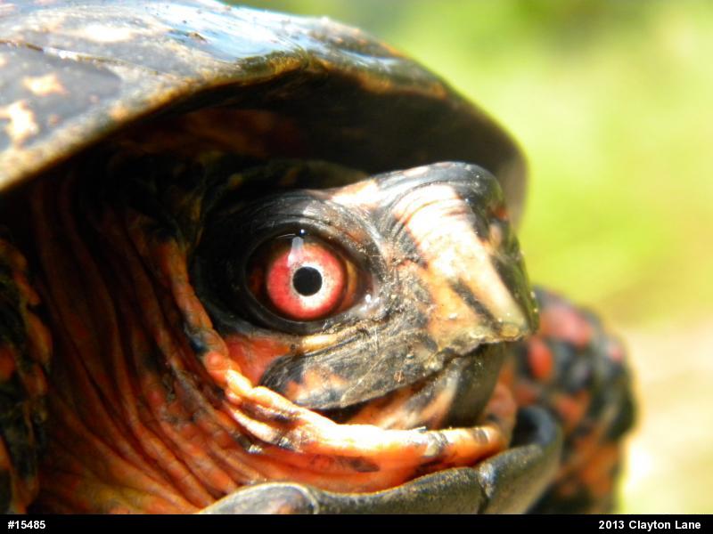 Eastern Box Turtle