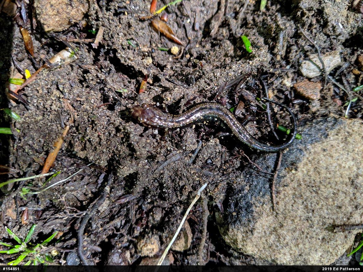 Allegheny Mountain Dusky Salamander