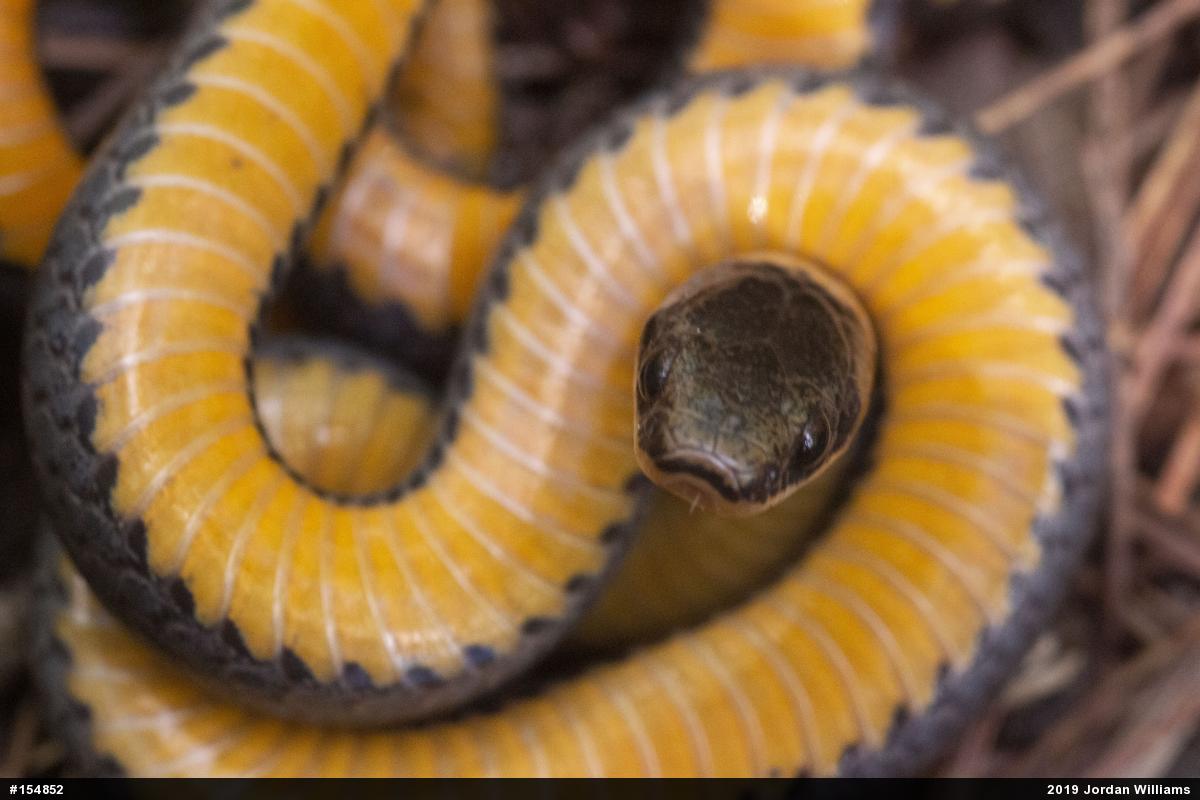 Northern Ring-necked Snake