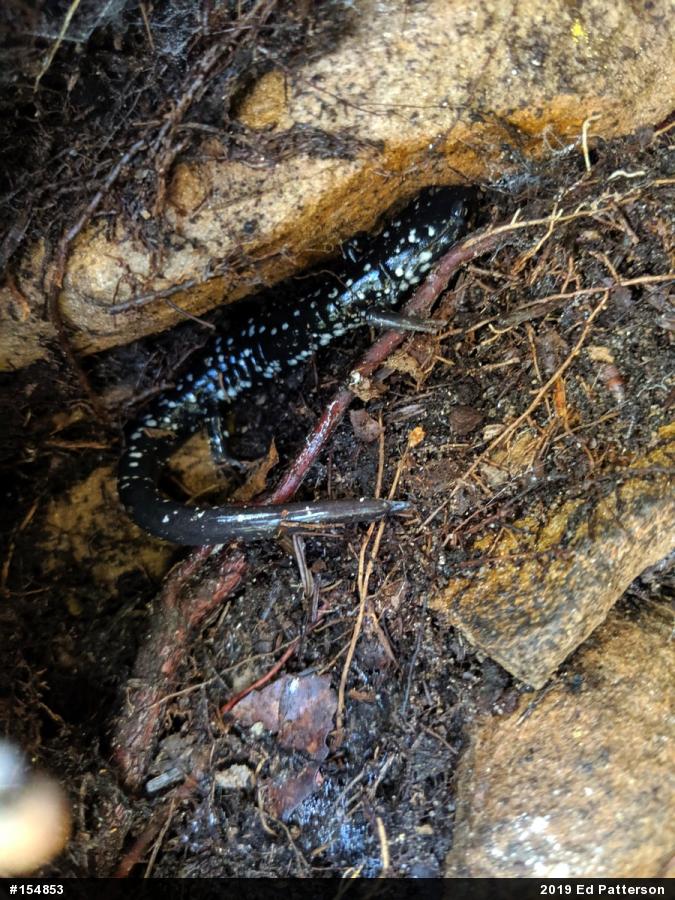 Northern Slimy Salamander