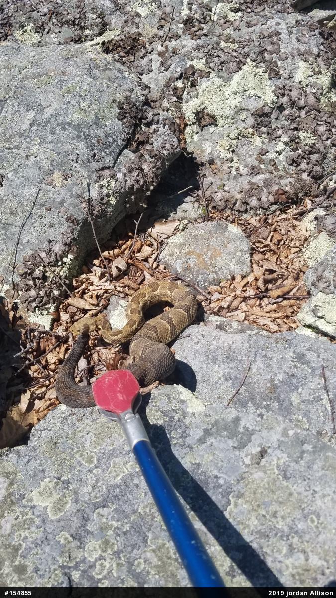 Timber Rattlesnake