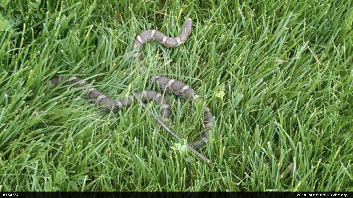 Eastern Milksnake