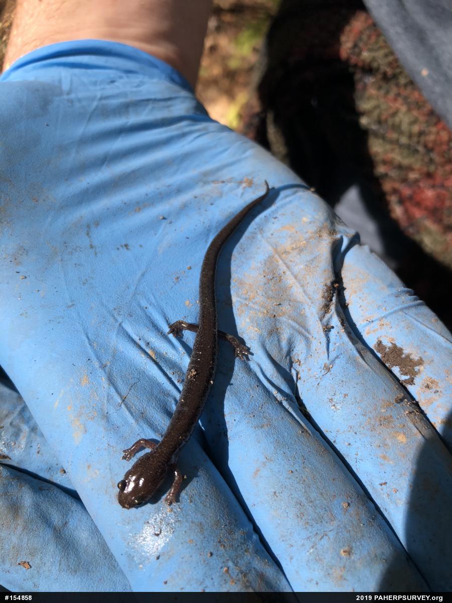 Eastern Red-backed  Salamander