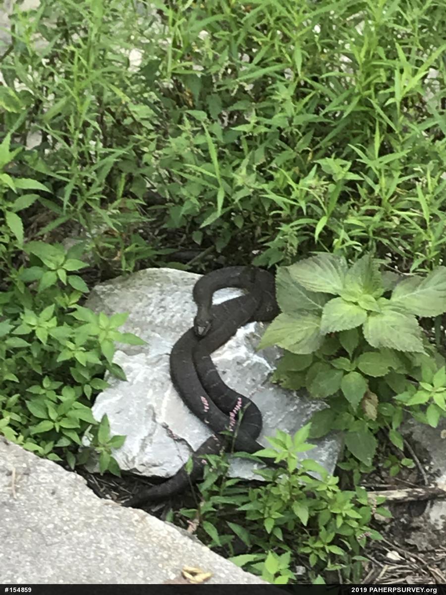 Northern Watersnake