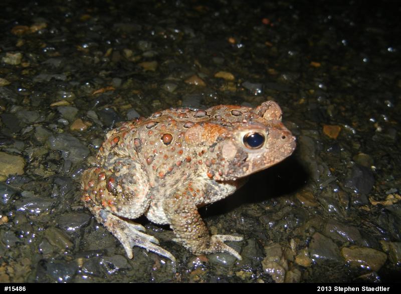 Eastern American Toad