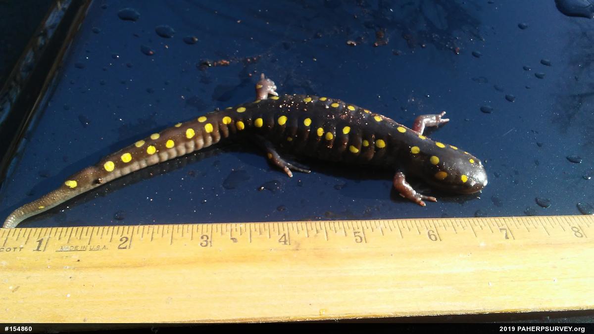 Spotted Salamander