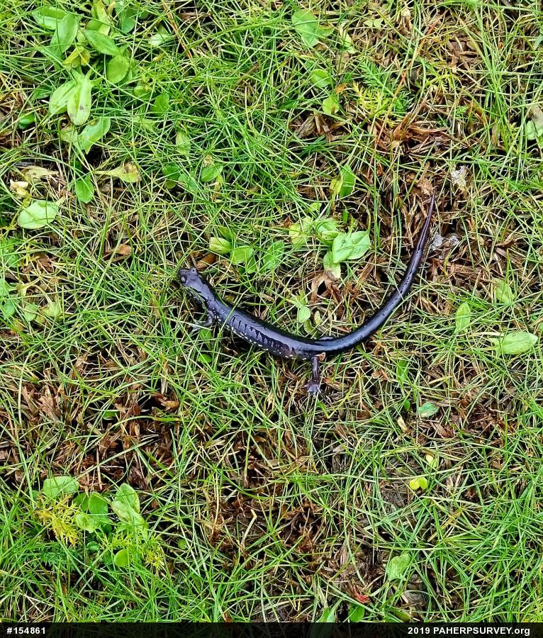 Wehrle's Salamander