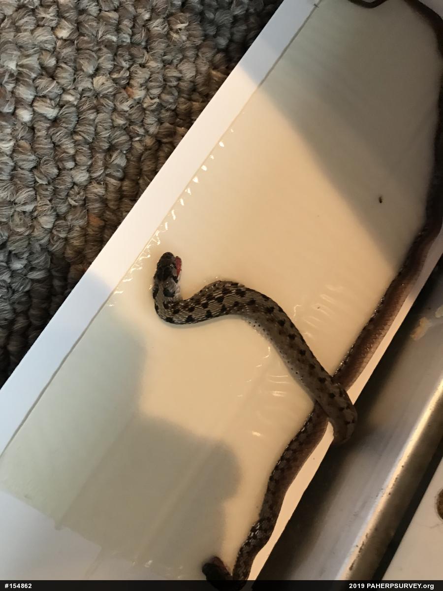 Dekay's Brownsnake