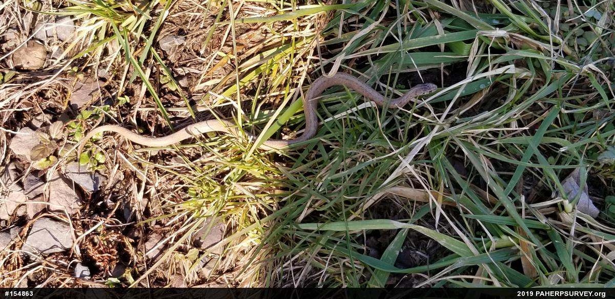 Dekay's Brownsnake