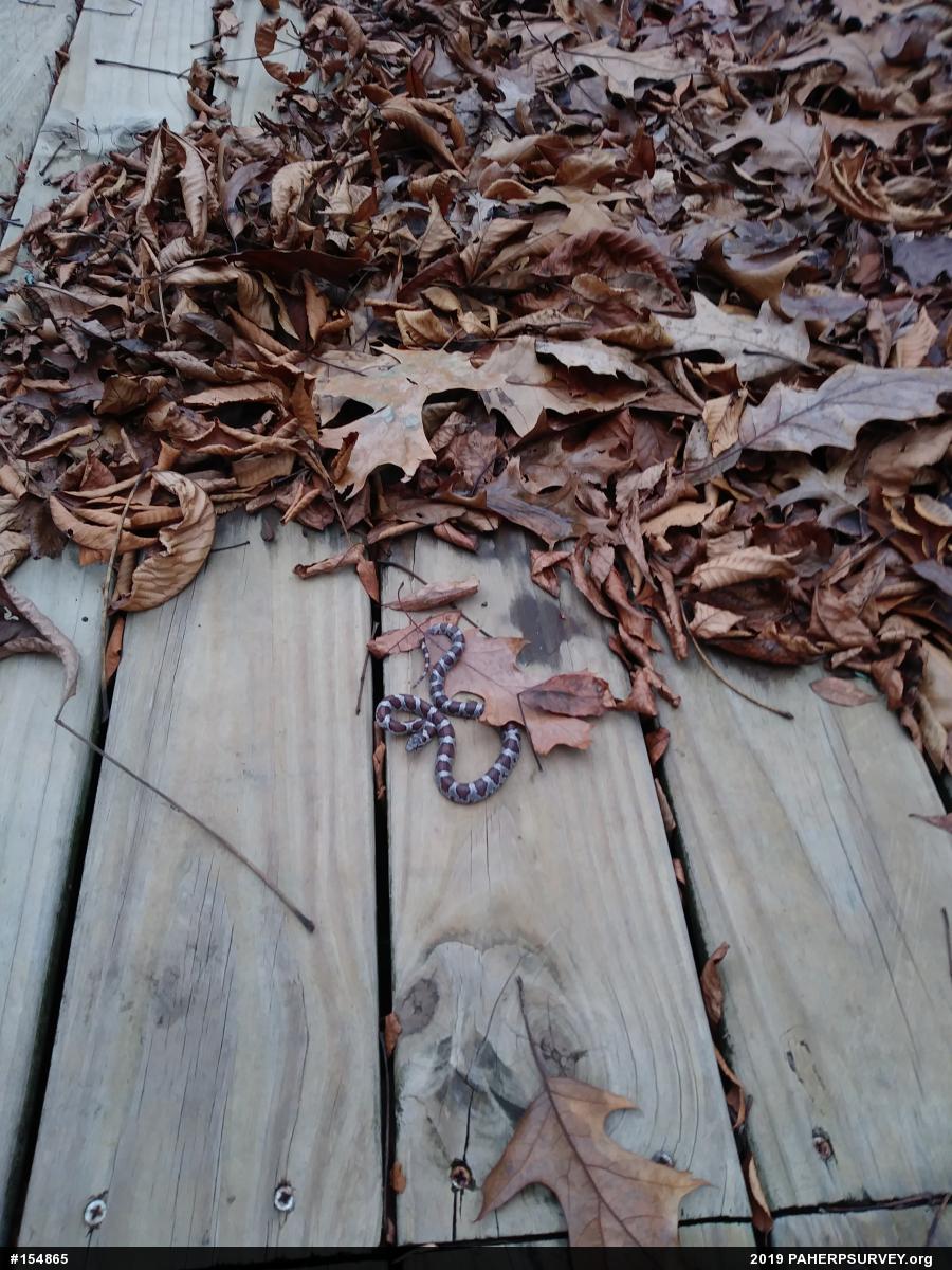 Eastern Milksnake