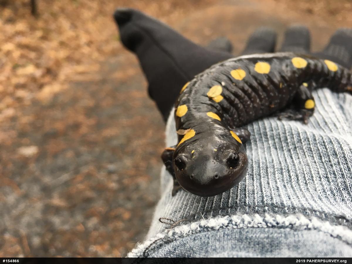 Spotted Salamander