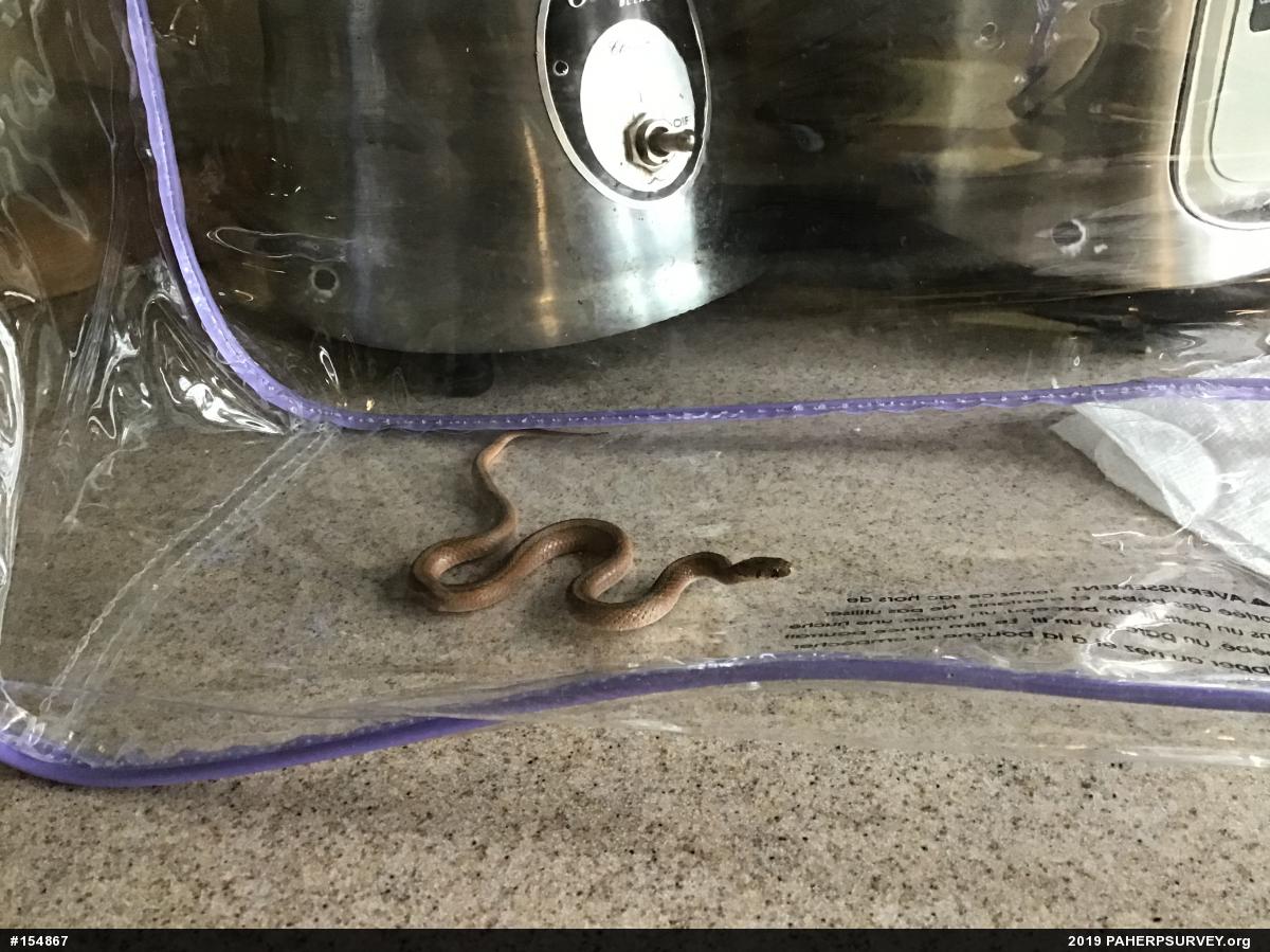 Dekay's Brownsnake