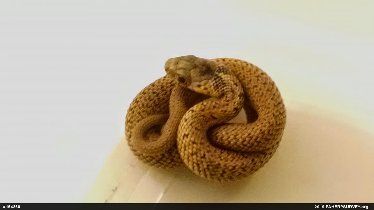 Eastern Gartersnake