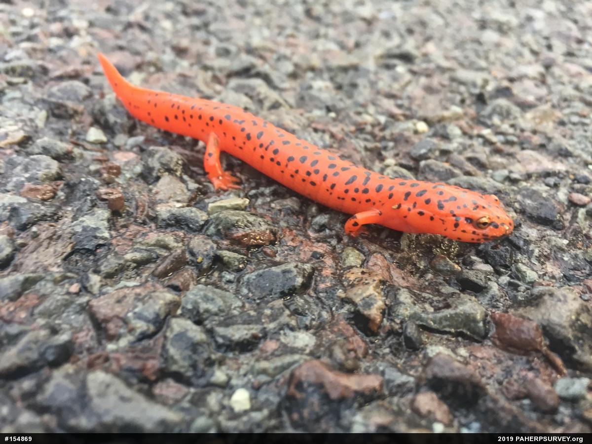 Northern Red Salamander