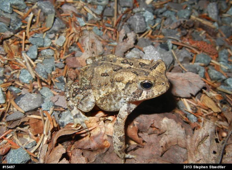 Eastern American Toad