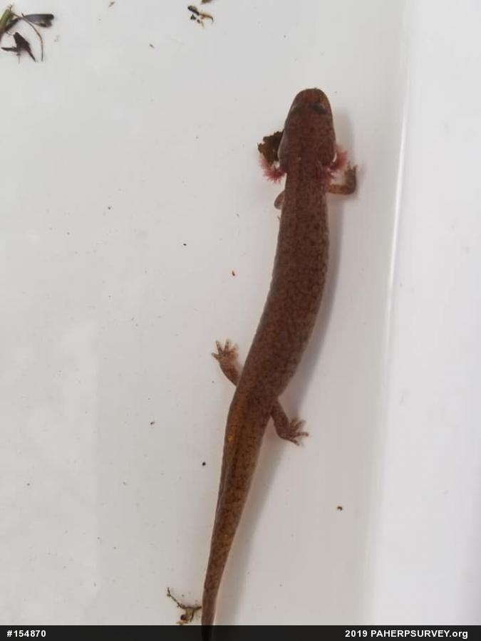 Northern Spring Salamander