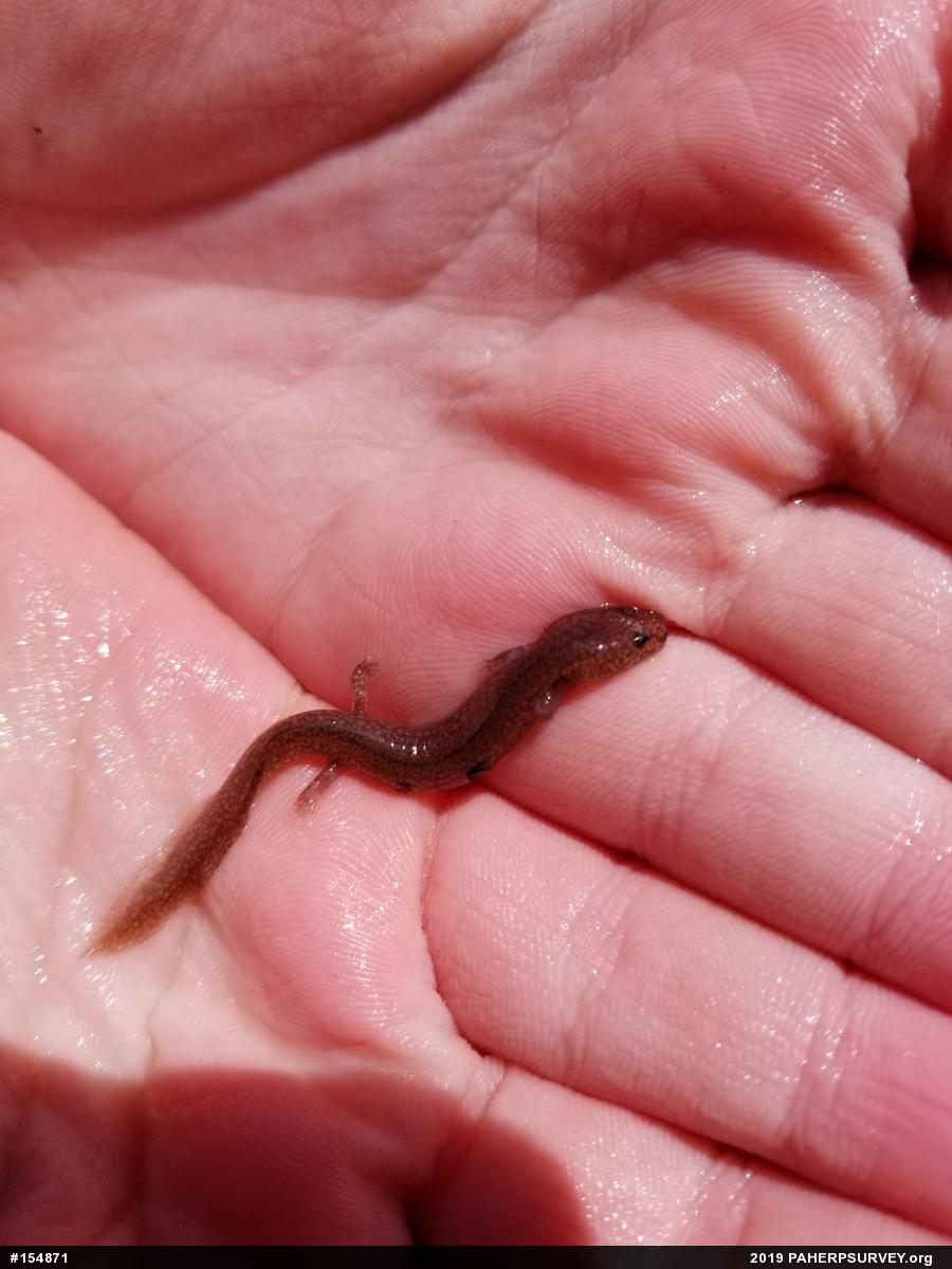 Northern Spring Salamander