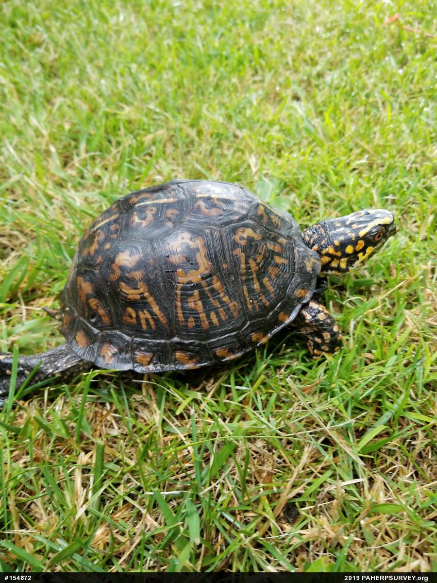 Eastern Box Turtle