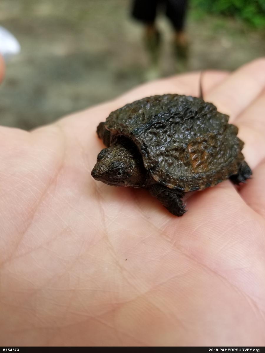 Snapping Turtle