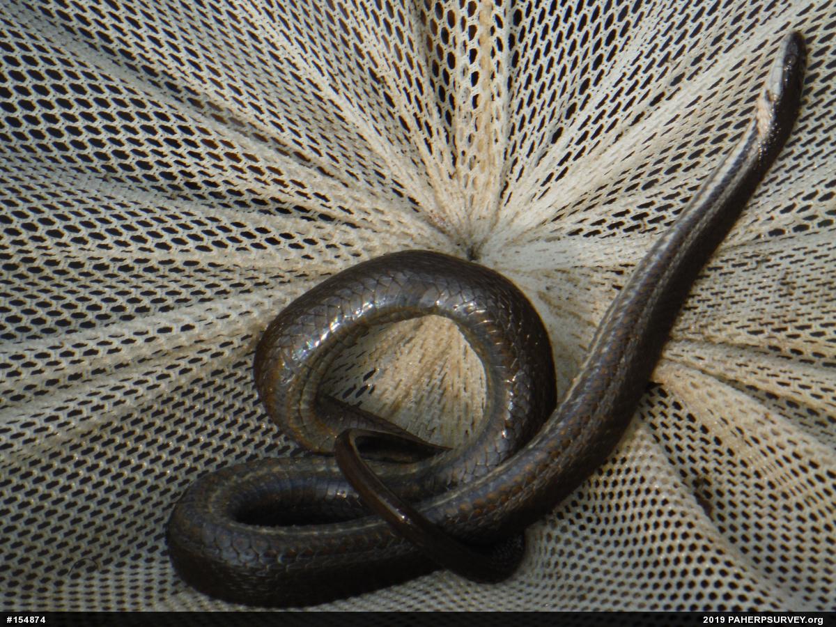 Queensnake