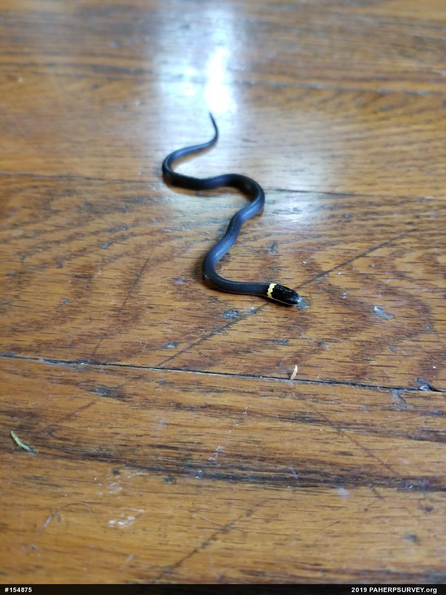 Northern Ring-necked Snake