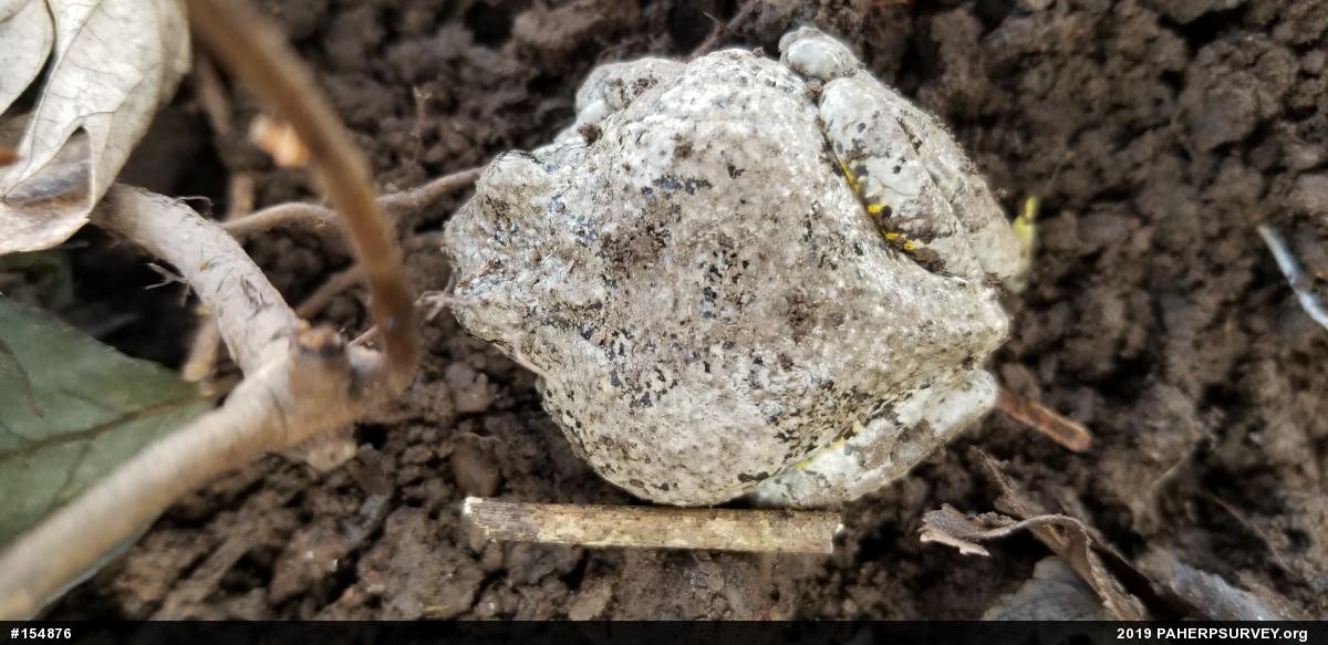 Unknown Gray Treefrog