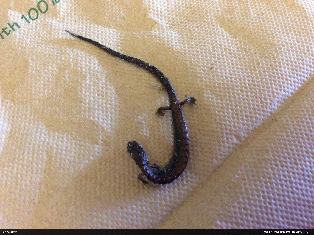Eastern Red-backed  Salamander