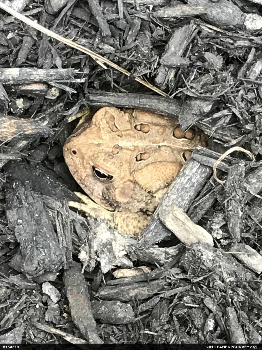 Eastern American Toad