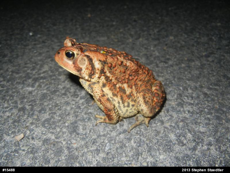 Eastern American Toad