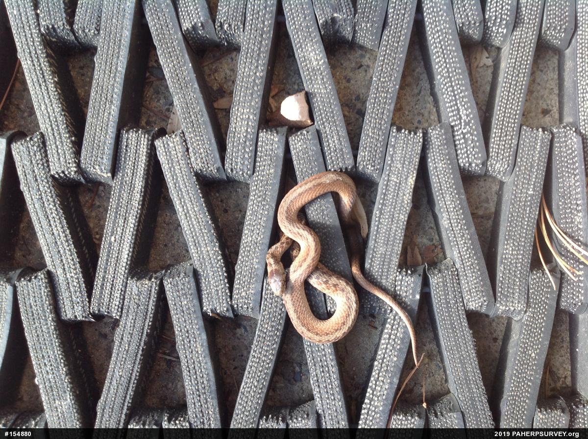 Dekay's Brownsnake