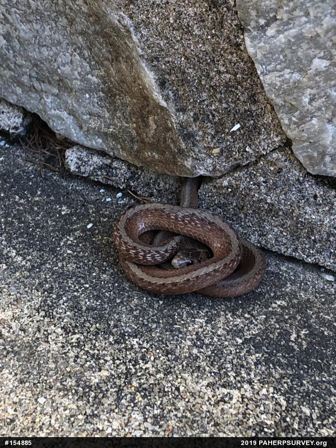 Dekay's Brownsnake