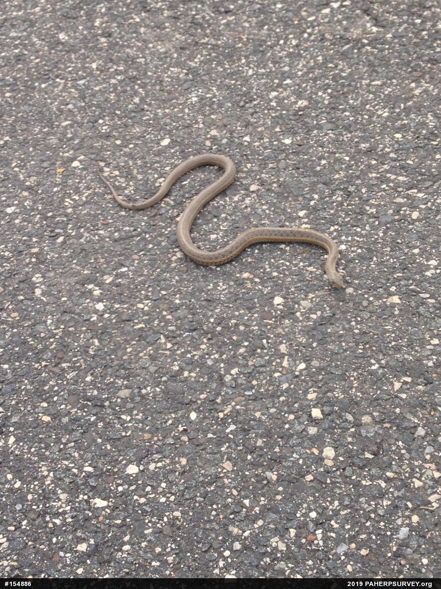 Eastern Gartersnake