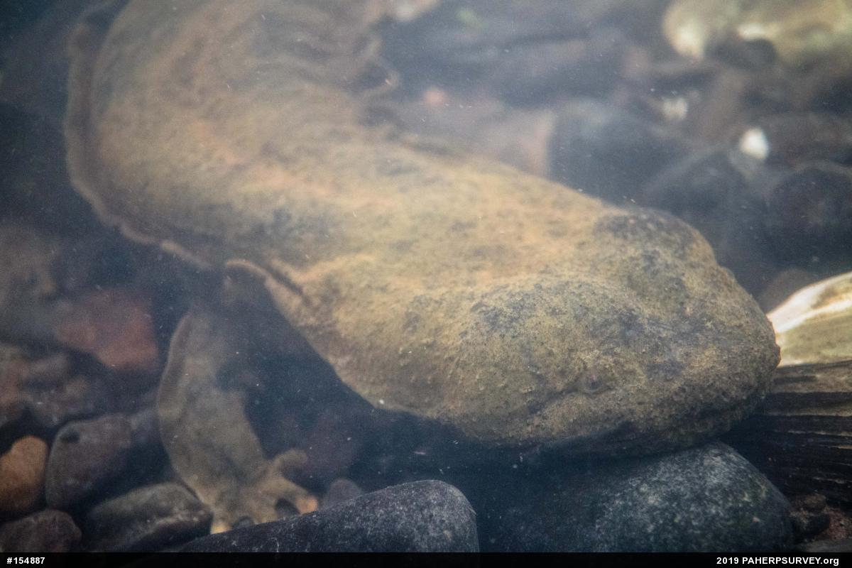 Eastern Hellbender