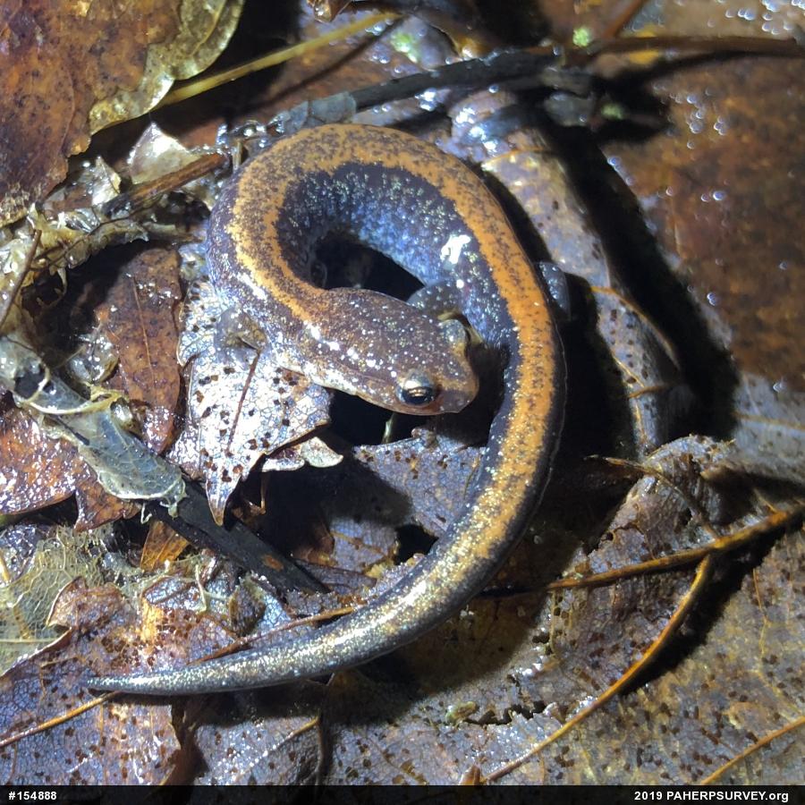 Eastern Red-backed  Salamander