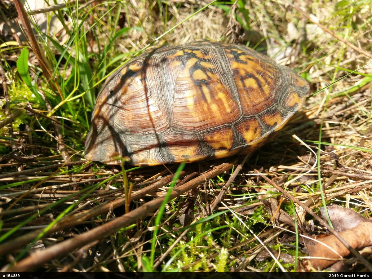Eastern Box Turtle