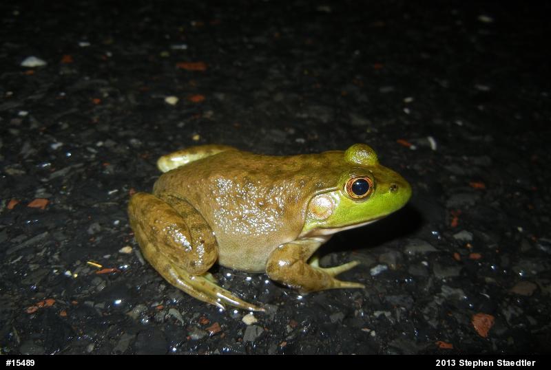 American Bullfrog