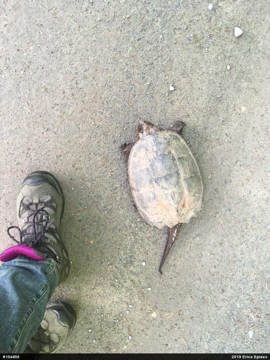 Snapping Turtle