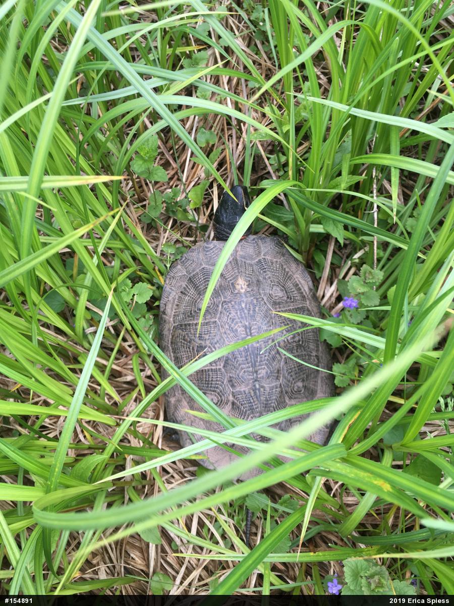 Wood Turtle