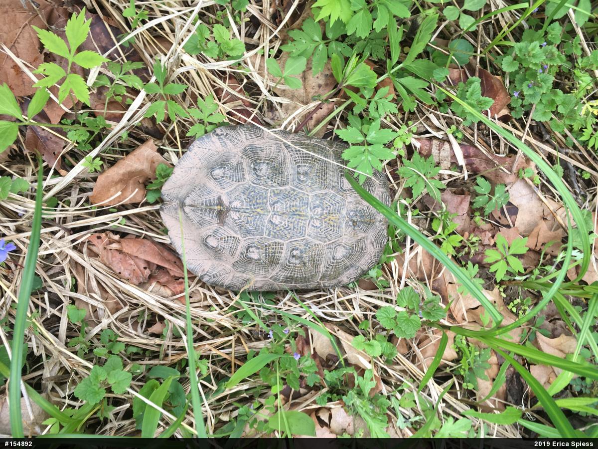 Wood Turtle
