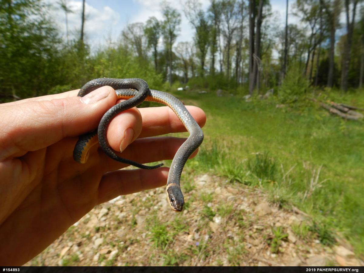 Northern Ring-necked Snake